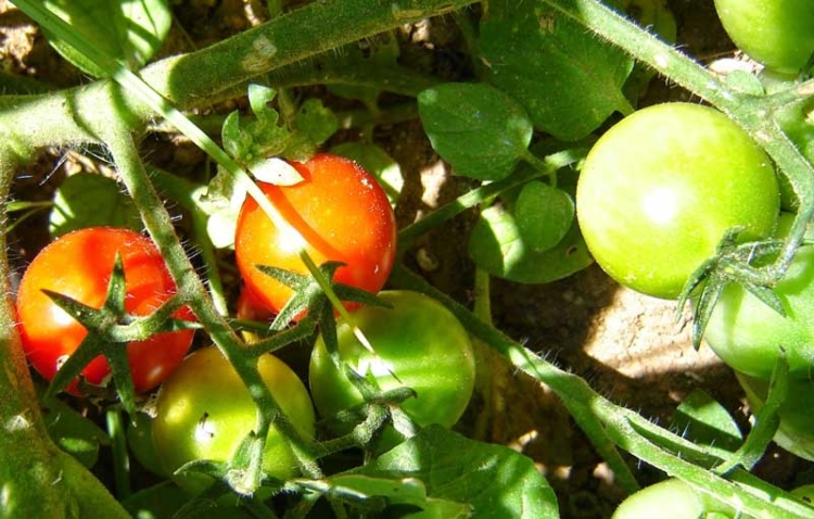 Φωτογραφία στο Anatolh.com