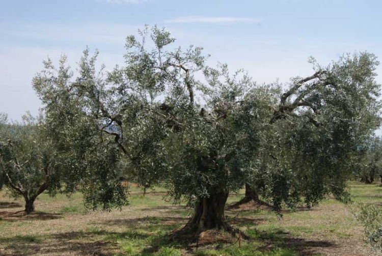 Φωτογραφία στο Anatolh.com
