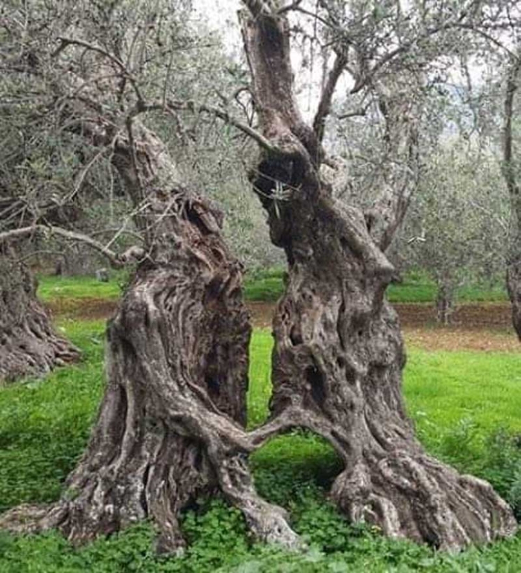 Φωτογραφία: Λεωνίδας Κλώντζας