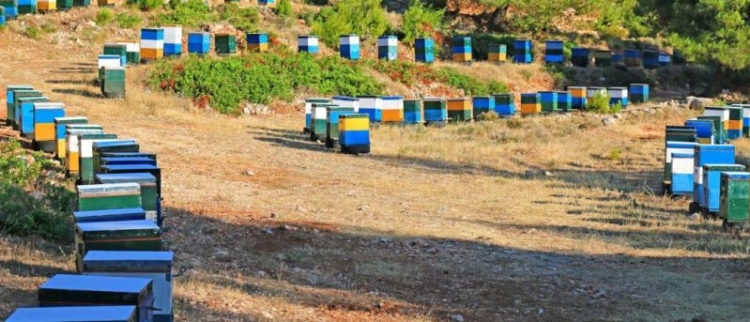 Φωτογραφία στο Anatolh.com