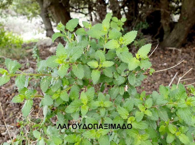 Φωτογραφία στο Anatolh.com