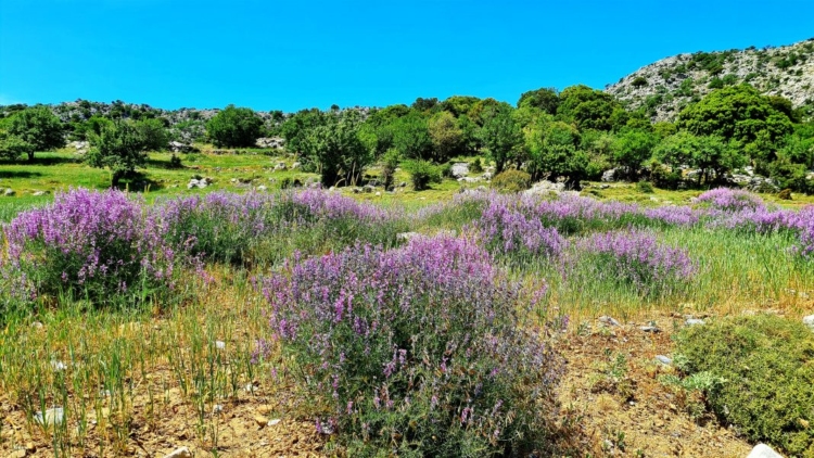 Φωτογραφία στο Anatolh.com