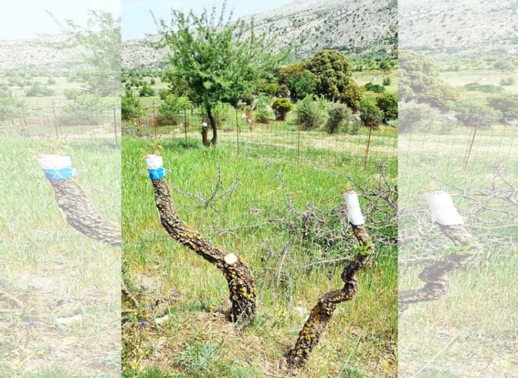 Φωτογραφία στο Anatolh.com