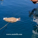 Φωτογραφία στο Anatolh.com