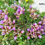 Φωτογραφία στο Anatolh.com
