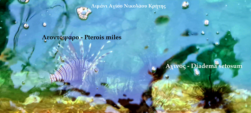 Φωτογραφία στο Anatolh.com