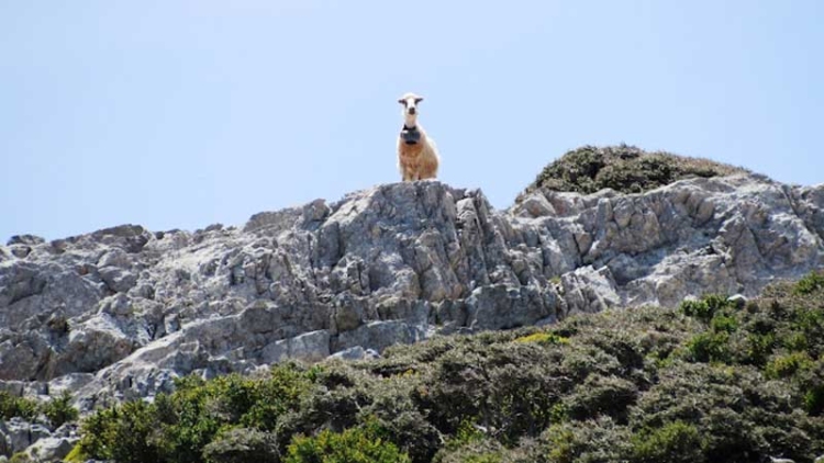 Φωτογραφία στο Anatolh.com