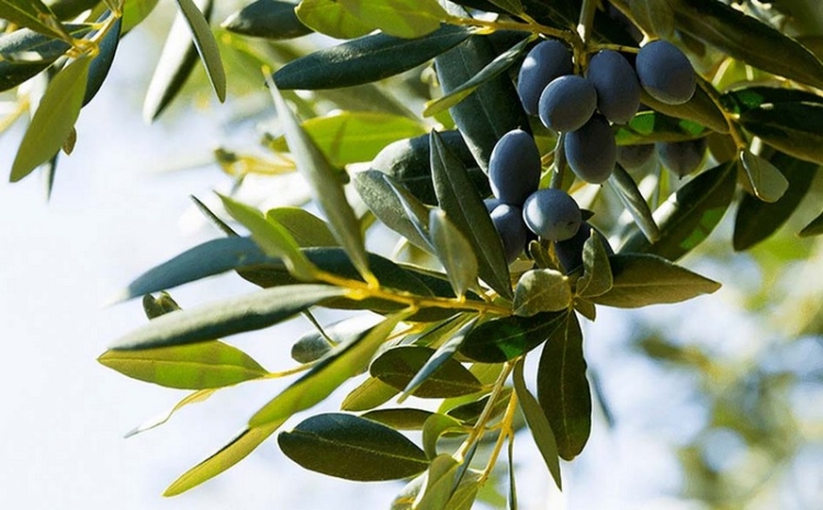 Φωτογραφία στο Anatolh.com
