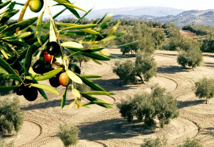 Φωτογραφία στο Anatolh.com