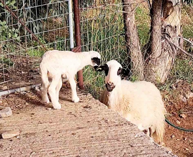 Φωτογραφία στο Anatolh.com
