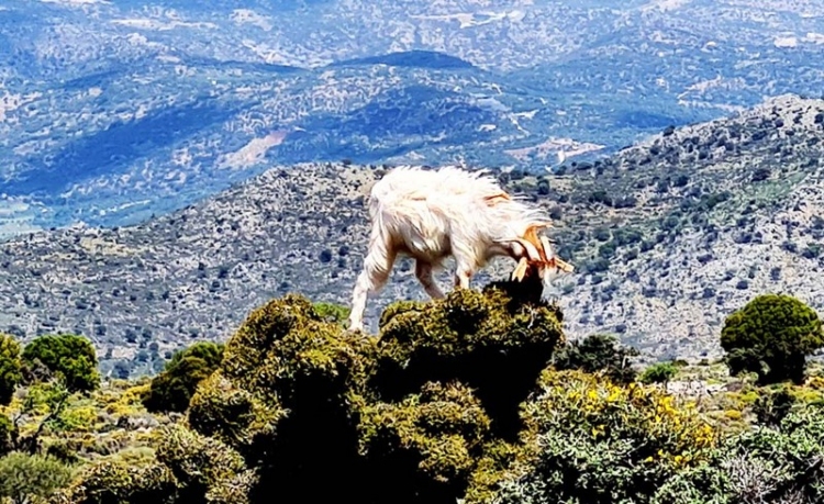 Φωτογραφία στο Anatolh.com
