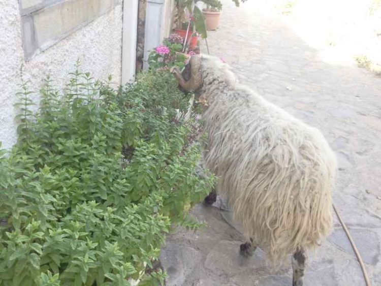 Φωτογραφία στο Anatolh.com