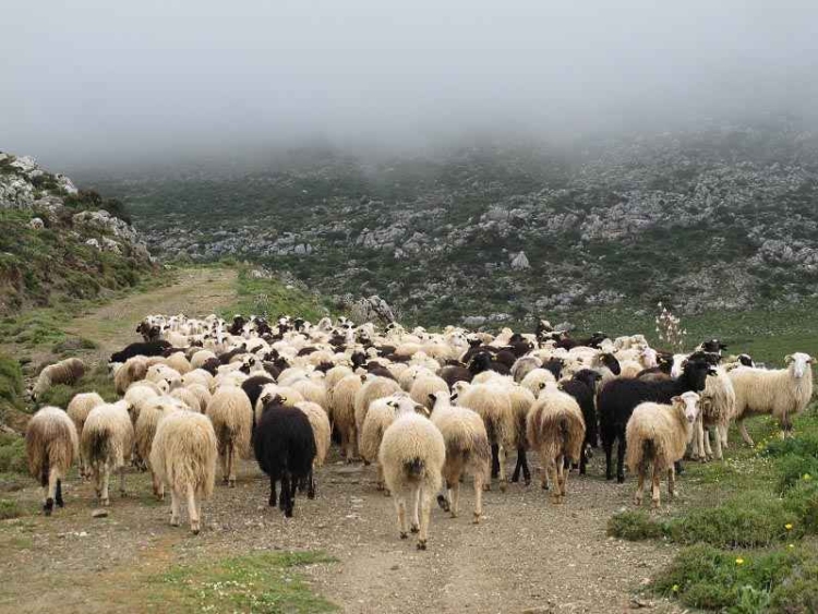 Φωτογραφία στο Anatolh.com
