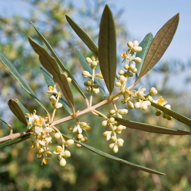 Φωτογραφία στο Anatolh.com