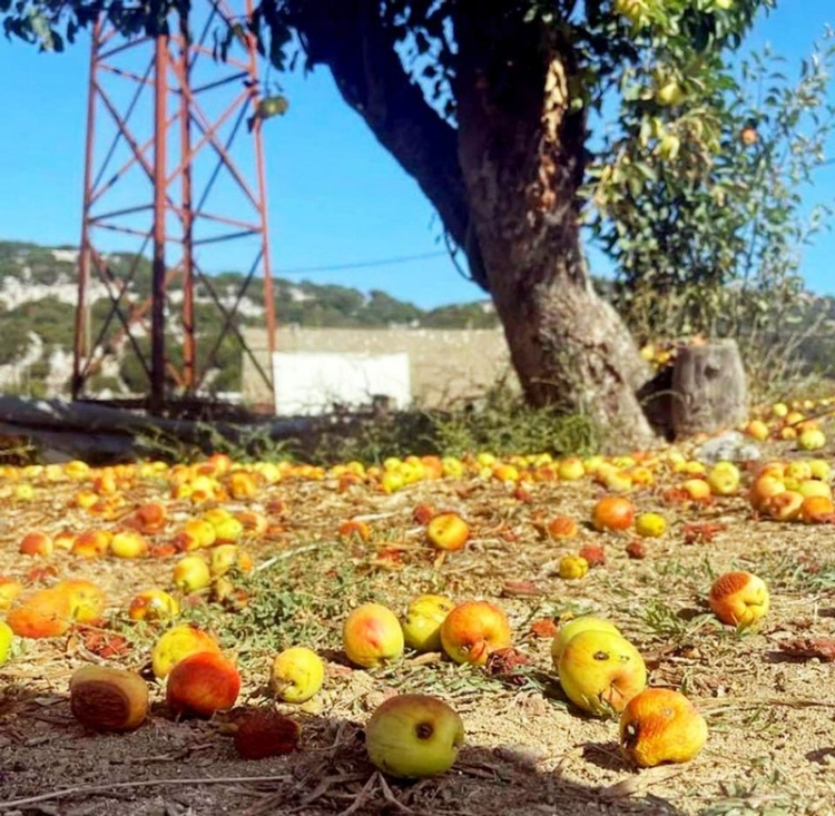 Φωτογραφία στο Anatolh.com