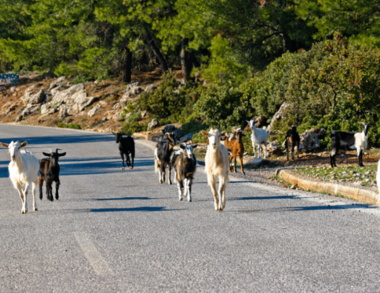 Φωτογραφία στο Anatolh.com