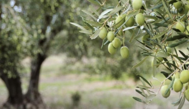 Φωτογραφία στο Anatolh.com