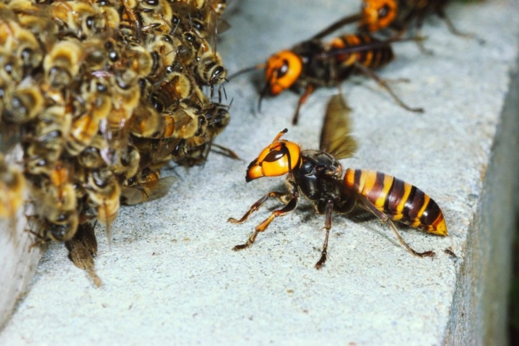 Φωτογραφία στο Anatolh.com