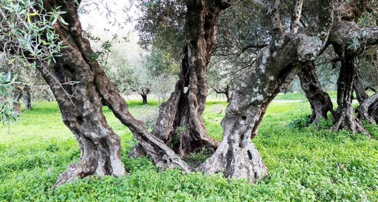 Φωτογραφία στο Anatolh.com