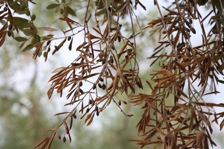 Φωτογραφία στο Anatolh.com