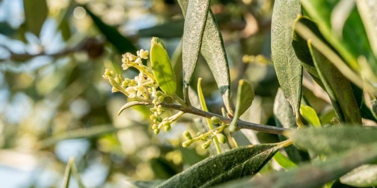 Φωτογραφία στο Anatolh.com