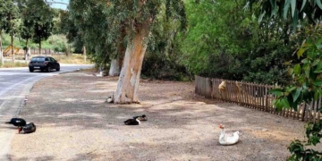 Ο Αλμυρός, οι πάπιες στο δρόμο και το ξύλινο κάγκελο
