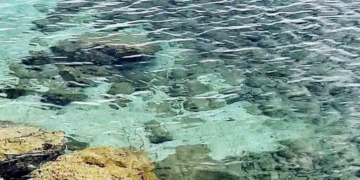 Η παρουσία των αχινών στην παραλιακή ζώνη του Αγίου Νικολάου