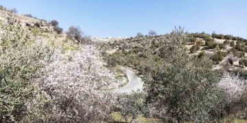 Τί να φυτέψουμε, ελαιόδεντρα ή αμυγδαλιές;