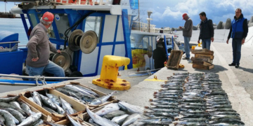 Οι λαγοκέφαλοι συνεχίζουν την καταστροφή εν μέσω χειμώνα