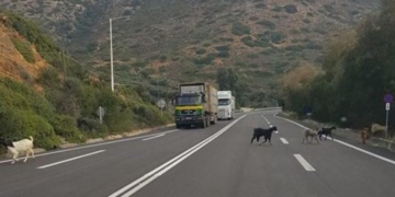 Ανεξέλεγκτα ζώα στο ΒΟΑΚ δημιουργούν τροχαία ατυχήματα!