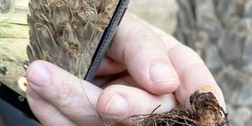 Το κόκκινο σκαθάρι έχει καταστρέψει  ήδη αρκετά φοινικόδεντρα στο Βάι