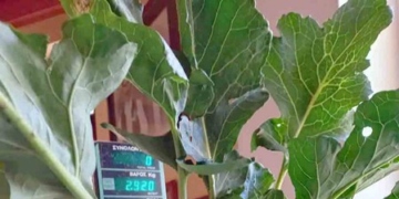 Ένα τεράστιο γογγύλι στα Λακώνια