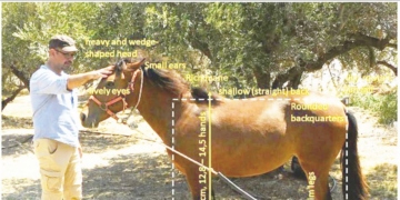 H αρχαιολογία των αλόγων στην Κρήτη