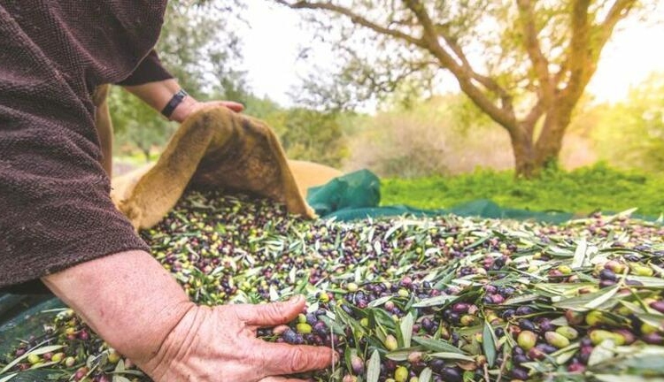 Τεράστιες αποκλίσεις στα ποσοστά ακαρπίας στις ελιές- Άλλα λένε οι επιστήμονες και άλλα οι αγρότες