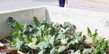 Ένας μερακλίδικος κηπάκος μέσα την πόλη