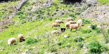 Στην Κρήτη το 16% των προβάτων και το 10% των κατσικιών