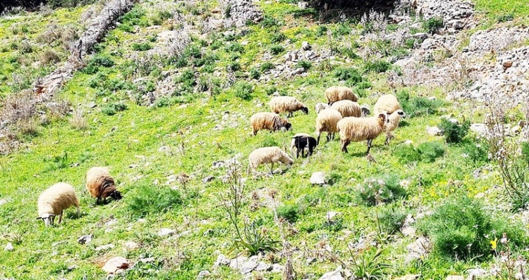 Φωτογραφία στο Anatolh.com