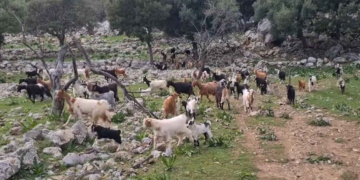 Τοπίο με… κατσίκες στο δάσος της Κριτσάς (βίντεο)