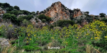 Ένα λιβάδι από άρτηκες στην Κριτσά!