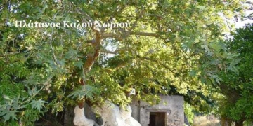 Φωτιά στον τεράστιο πλάτανο του Καλού Χωριού