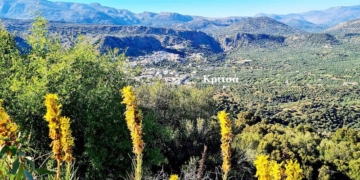 Οι κίτρινοι δρίλοι της εξοχής