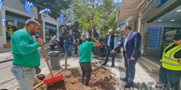 Φύτευση δέντρου στη θέση πεύκου που απομακρύνθηκε στην οδό Ρ. Κουνδούρου (βίντεο)