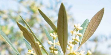 Το αρσενικό και το θηλυκό μέρος του άνθους της ελιάς