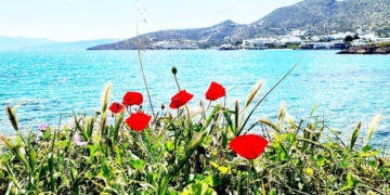 Οι κατακόκκινες παπαρούνες και οι χρυσοκίτρινες μαντιλίδες