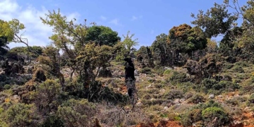 Οι κατσίκες και το δάσος του Καθαρού (βίντεο)