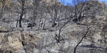 Η Τομεακή Επιτροπή Λασιθίου για την καταστροφική πυρκαγιά στο Μαύρο Κόλυμπο