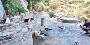 Απομακρύνθηκαν οι πάπιες και οι χήνες από τη λίμνη