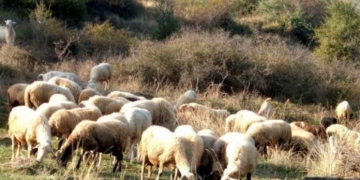Επιστολή Αυγενάκη στους Περιφερειάρχες με την οποία τους καλεί να γνωστοποιήσουν τις προθέσεις τους, για την Εκπόνηση Διαχειριστικών Σχεδίων Βόσκησης