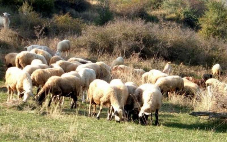 Φωτογραφία στο Anatolh.com