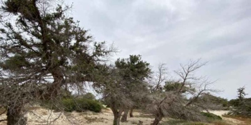 Οι κέδροι της Χρυσής συνεχίζουν να ξηραίνονται